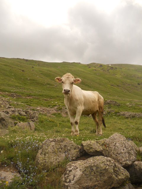 Trekking in Kackar Mountains