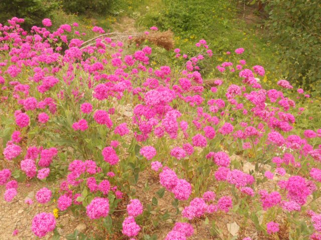 Trekking in Kackar Mountains